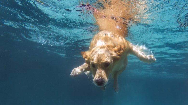 dog swimming underwater