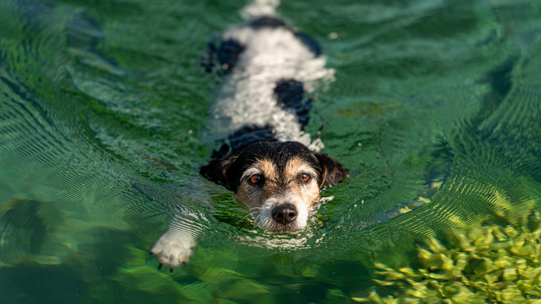 dog swimming in a lake