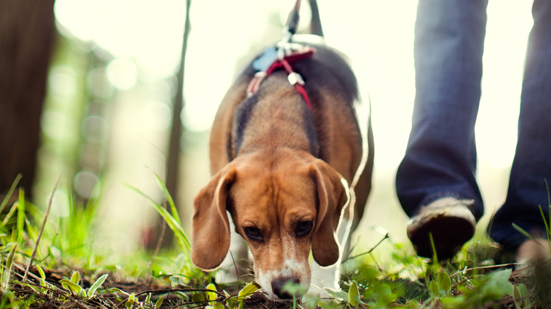 A beagle on a leash sniffs the ground while walking