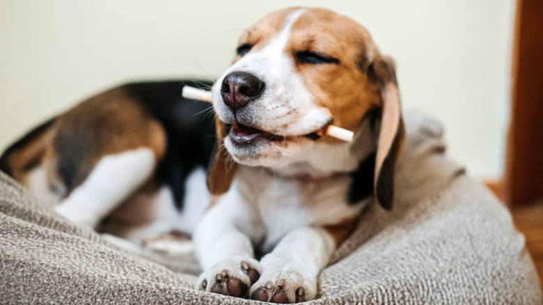 A beagle puppy lying on a dog bed chews a stick treat with their eyes closed