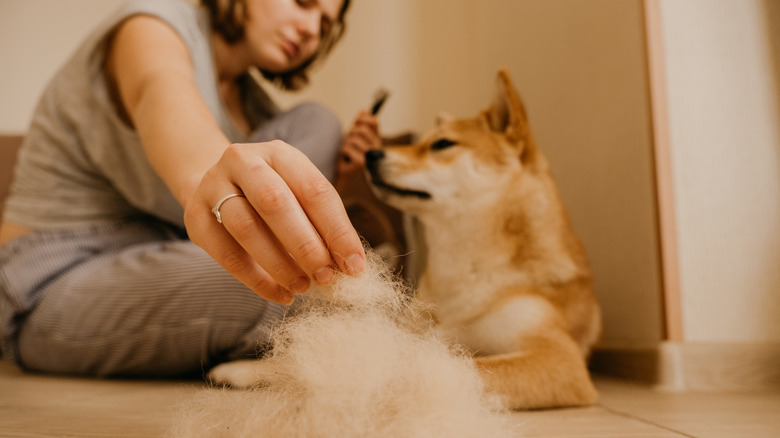 A woman sets aside some hair after brushing her Shiba Inu