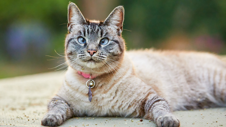 Cross-eyed Siamese cat looking at the camera