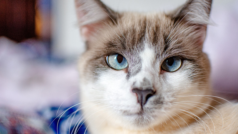 A lynx point cat with blue crossed-eyes