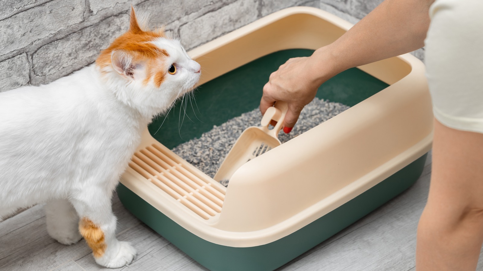 Baking soda in cat litter box best sale