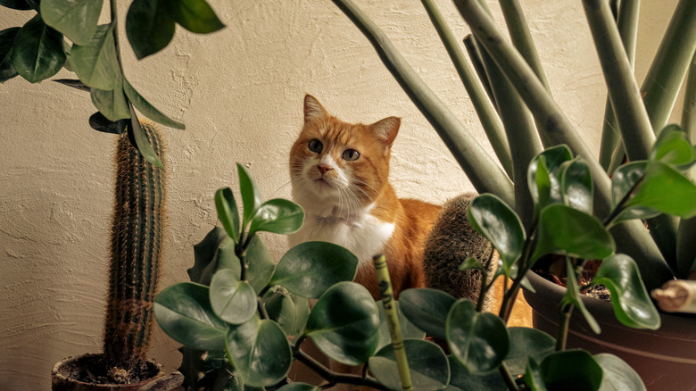 Orange and white cat sits surrounded by a variety of plants