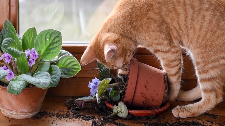 Orange cat sniffs knocked over plant