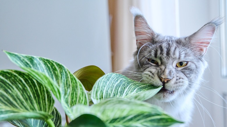 Cat eats houseplant