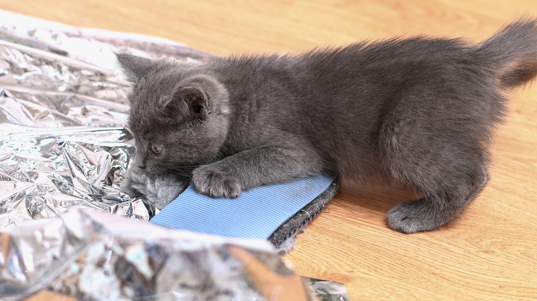 Gray kitten curious about foil on floor