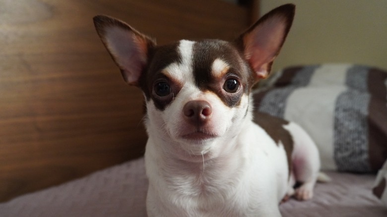 Chihuahua resting on mattress