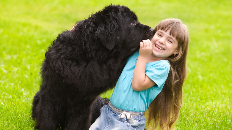 black newfoundland licking girl