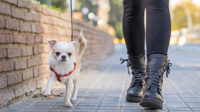 person walking chihuahua on sidewalk