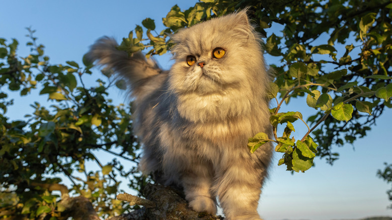 A Persian chinchilla cat standing on a tree branch