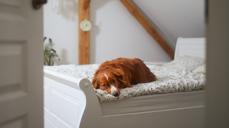 dog lays in human's bed