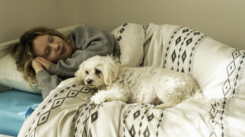 dog lies next to owner in bed