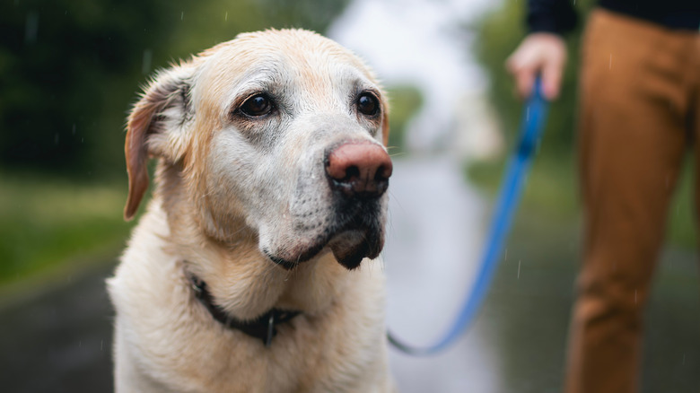 dog walking in rain