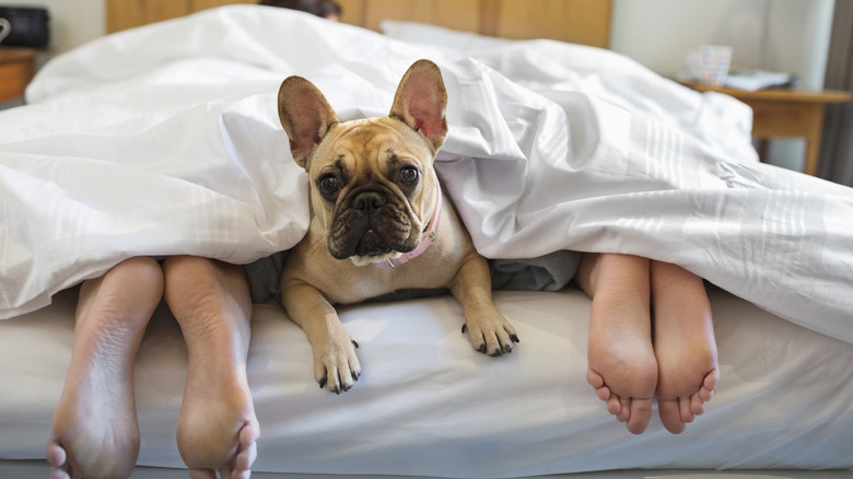 Frenchie on human bed between two pairs of feet