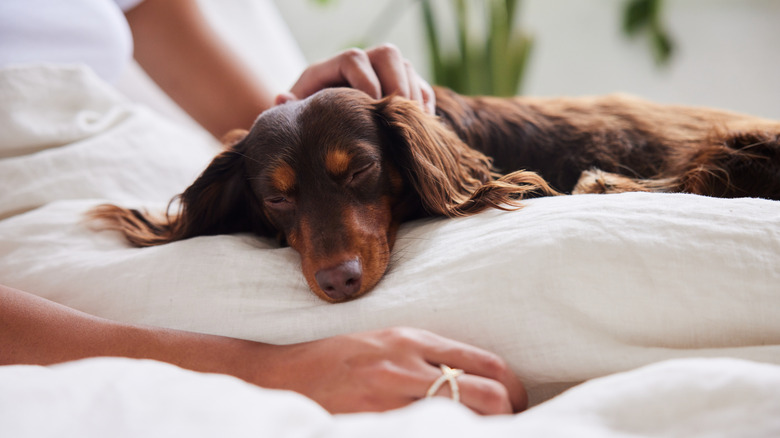 dog sleeps in human bed