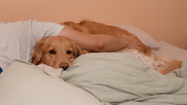 dog lies in human bed