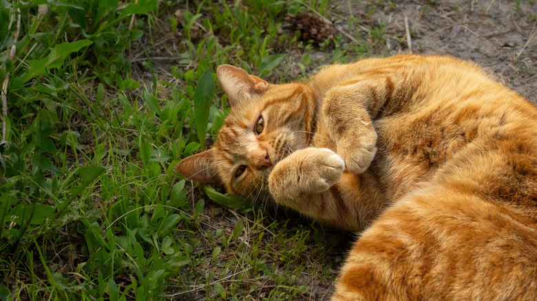 Orange cat rolling on grass outside