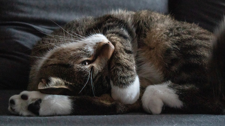 Brown-Grey Cat with dark stripes on dark grey sofa