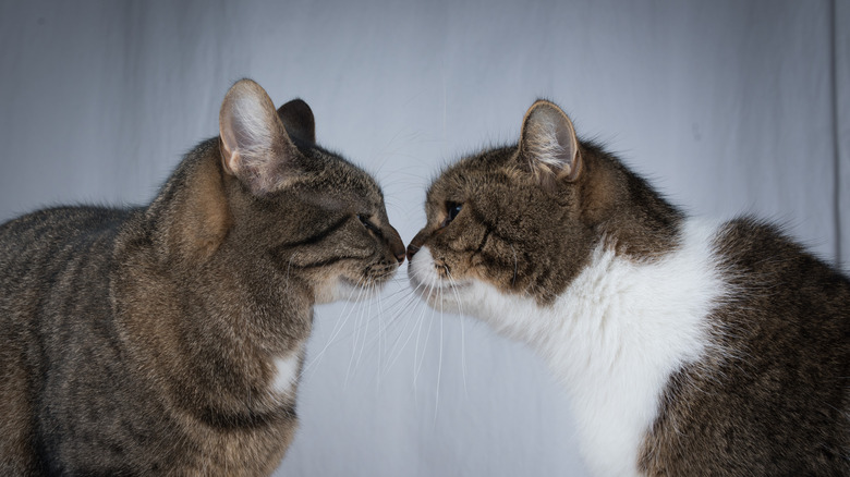 Cats touching noses in front of white curtain