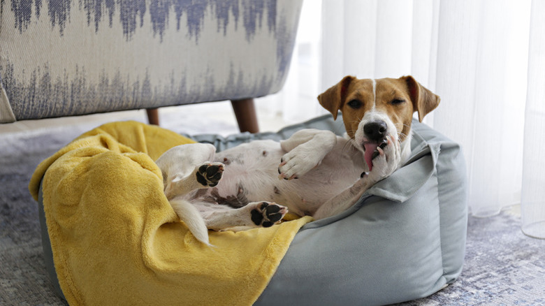 Beautiful purebred jack russell terrier.