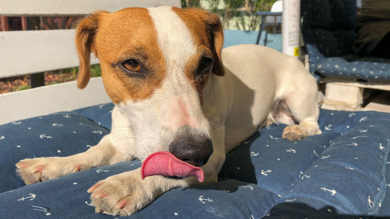 Dog licking lips on dog bed