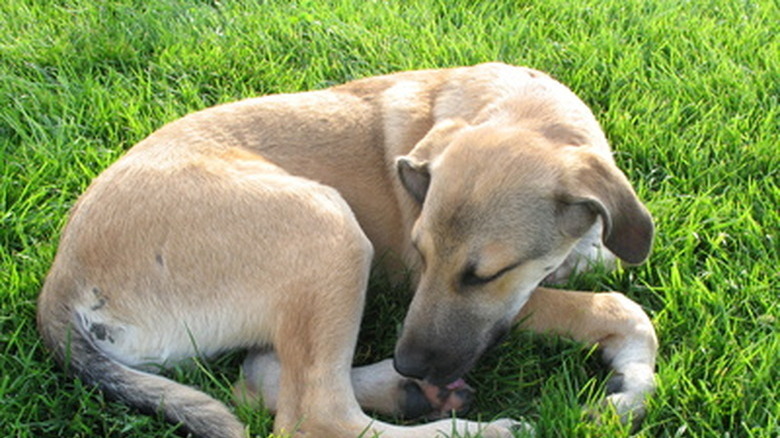 A dog licking its foot outside on grass