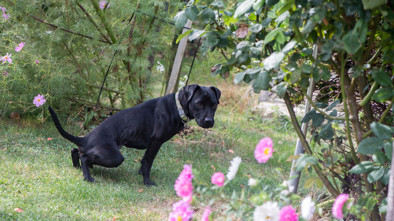 black puppy going to the bathroom on grass