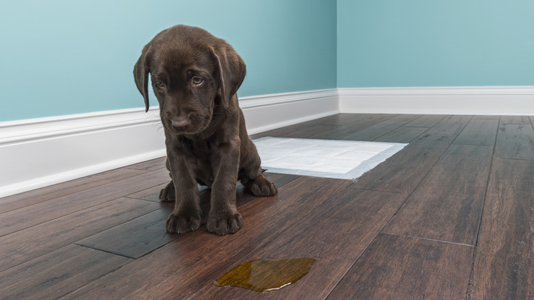 chocolate lab puppy sitting next to puddle of urine