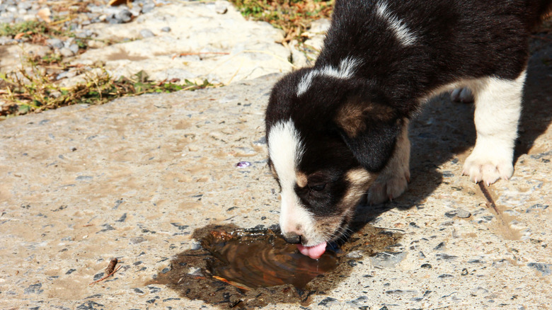 puppy drinking from a puddle