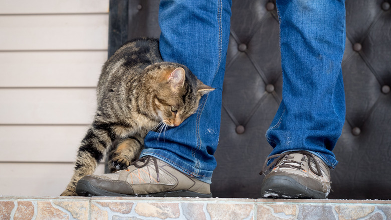 cat attacking owner's ankles