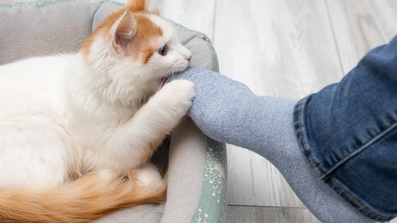 cat attacks feet