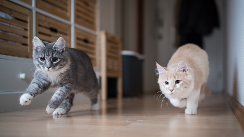 two cats running