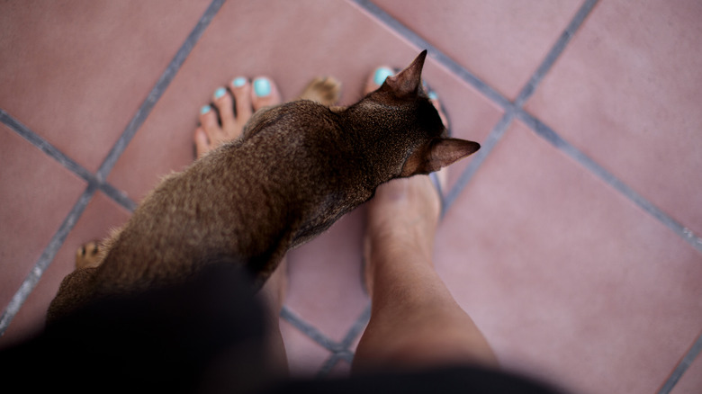 cat on top of owner's ankle