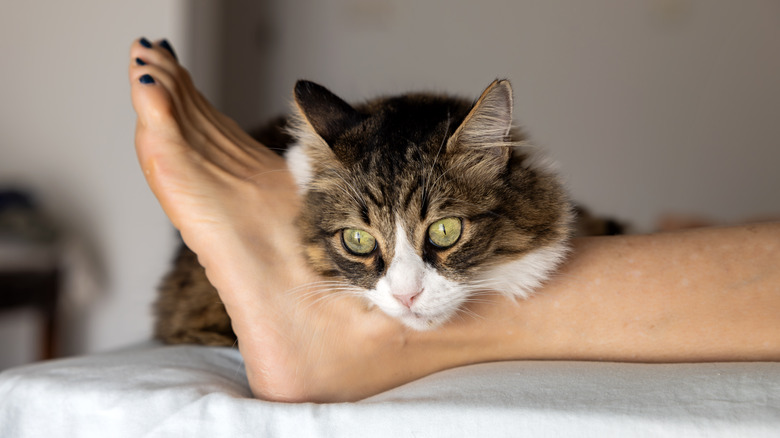 cat rests head on owner's ankle