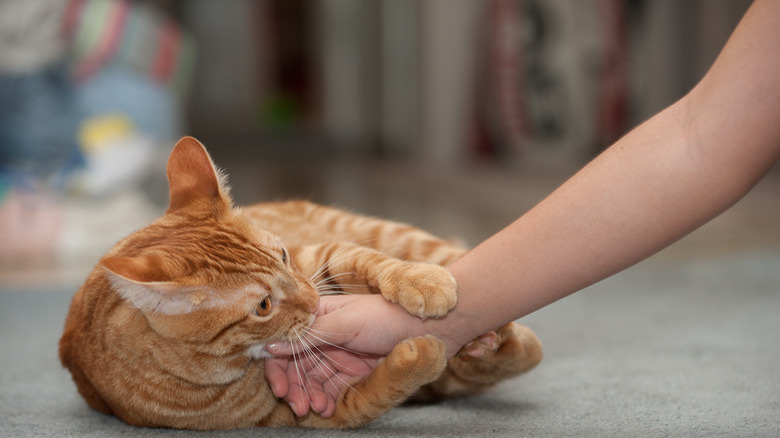 cute orange cat biting person's hand