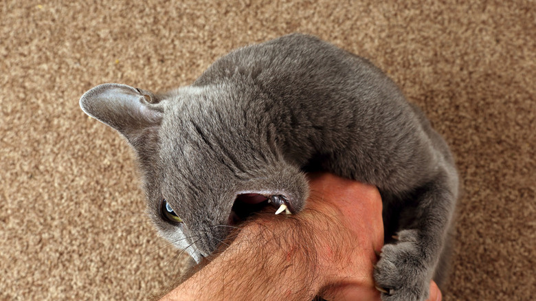 gray cat grabbed the hand claws and bites