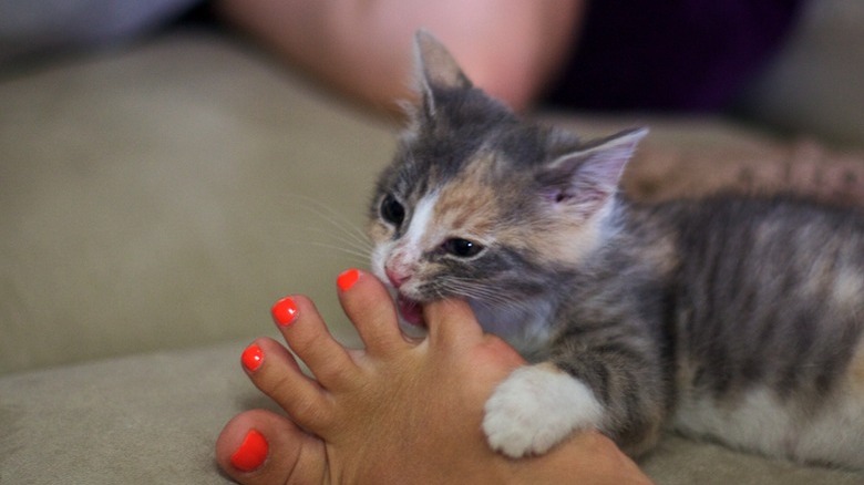 Kitten nibbling on orange painted toenails