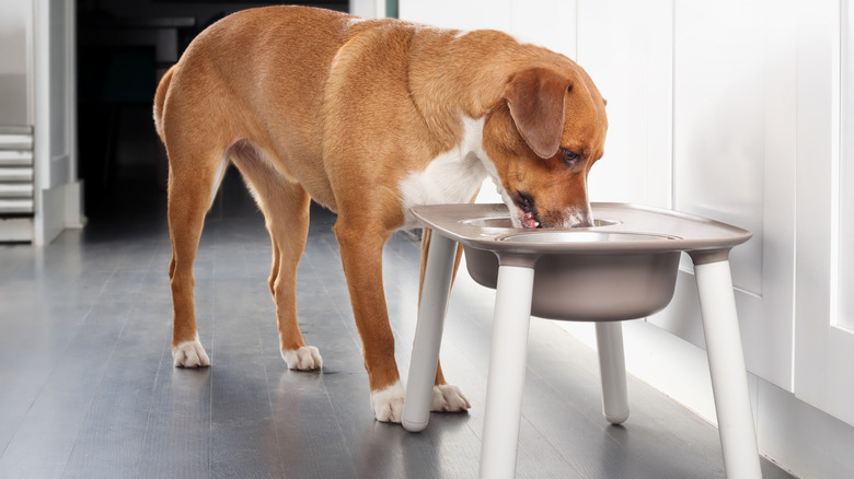 dog with nose in raised food bowl