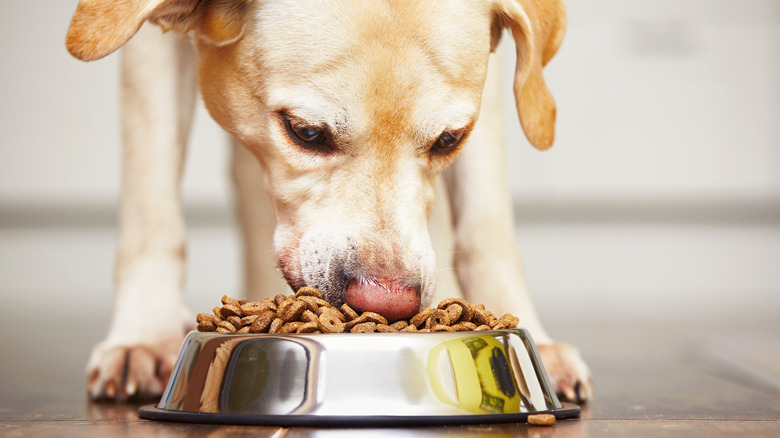 dog with nose in food bowl