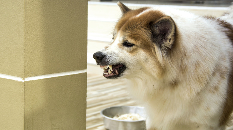 dog with teeth bared and food bowl in background