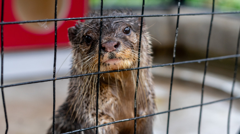 An otter as part of the illegal pet trade kept in a cage