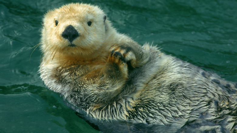 An otter swimming on its back holding its paws together