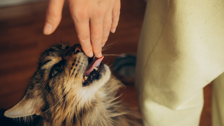 Maine Coon licking woman's hand