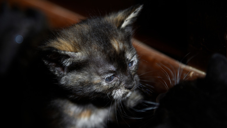 Tortoiseshell kitten looking off into the distance