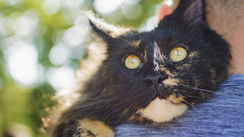 Tortoiseshell cat carried on a man's shoulder