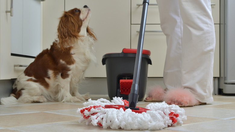 A King Charles Cavalier Spaniel watches their owner mop