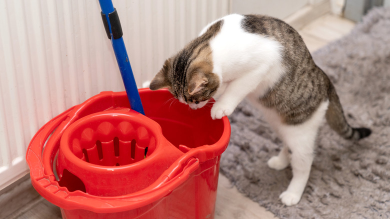 A cat looks into a cleaning bucket