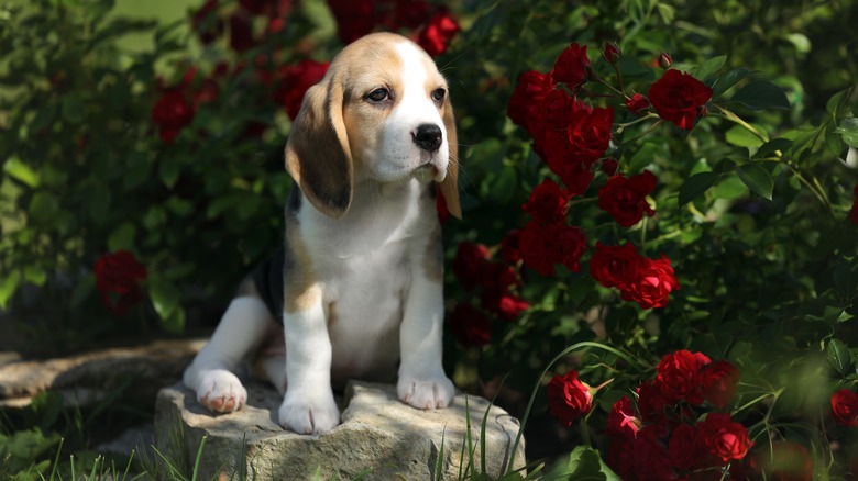 beagle puppy in a rose garden